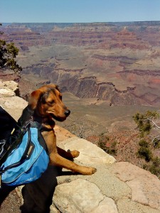 Brennan the Adventurer, Grand Canyon copyright 2010 Judy Hemphill all rights reserved